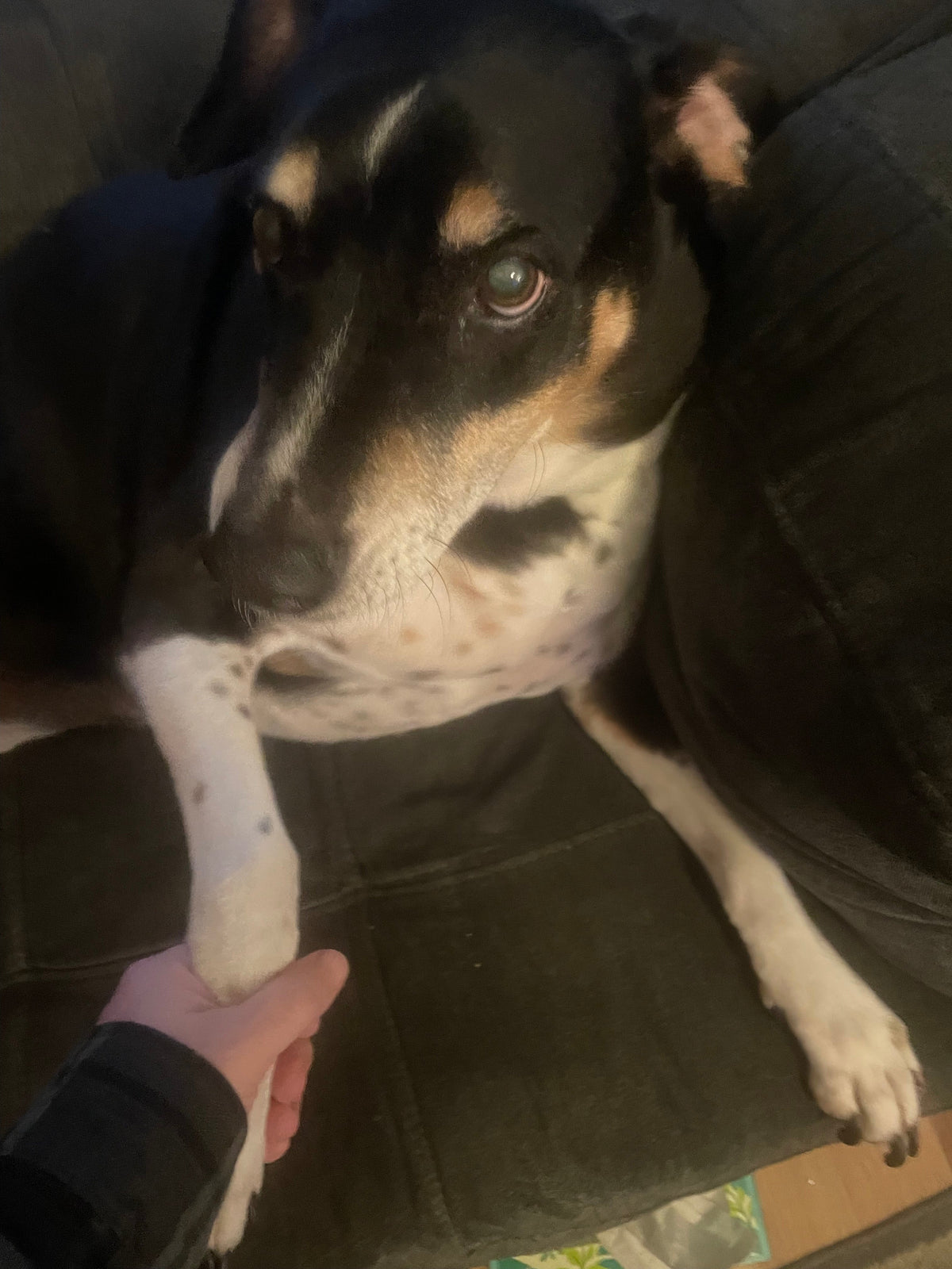 My dog Abe