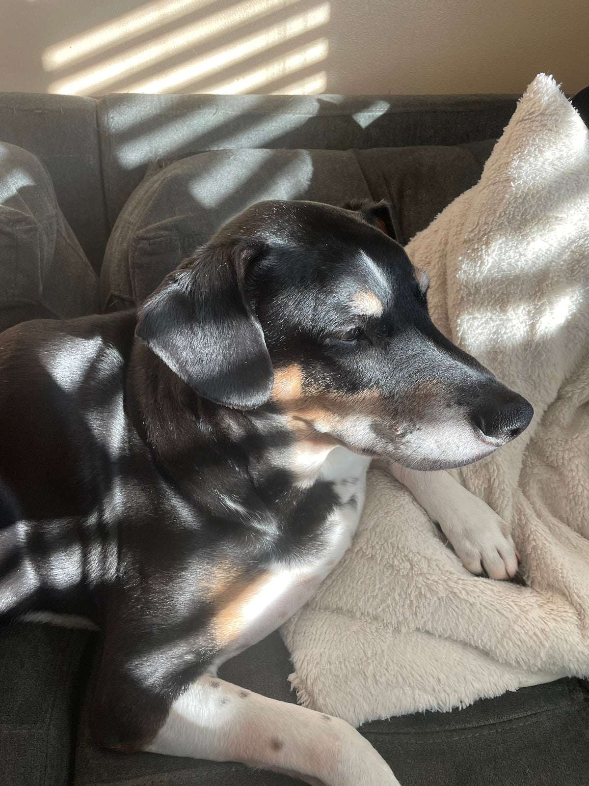 Abe the dog